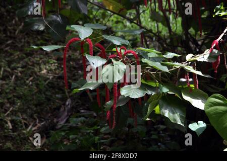 Willis Grenada Annandale Falls Rote hängende Blüten der Chenille Anlage Stockfoto