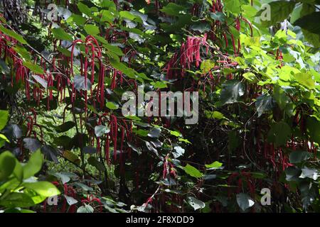 Willis Grenada Annandale Falls Rote hängende Blüten der Chenille Anlage Stockfoto