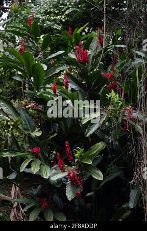 Willis Grenada Annandale Falls Red Ginger Lilies (Alpinia Purpurata) Stockfoto