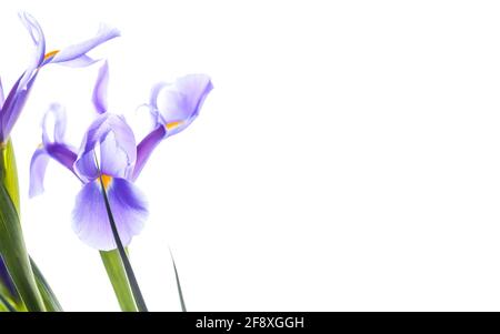 Vorlage für Einladungskarten mit zarten japanischen Iris und Kopierfläche. Dekorative Blumen isoliert auf weißem Hintergrund, Makro-Foto mit selektiven Stockfoto