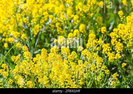 Gelbe Blüten von Barbarea vulgaris an einem sonnigen Sommertag, Nahaufnahme mit selektivem Fokus Stockfoto