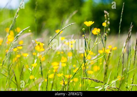 Auf einer Sommerwiese wachsen wildgelbe Blüten. Schleichende Butterblume, Ranunculus repens Stockfoto