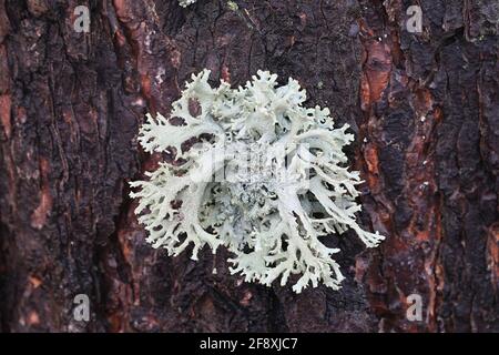 Pseudevernia furfuracea, allgemein bekannt als Baummoos, wird in der Parfümindustrie häufig als Fixiermittel verwendet Stockfoto