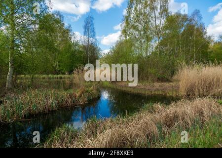 London Wetland Centre Lagoon Nature Reserve. Bäume und Gräser umgeben einen Wildtierteich. Stockfoto