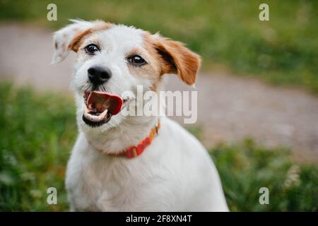 Weiße junge Rasse Jack Russell Hund auf einem Hintergrund von grünem Gras. Stockfoto