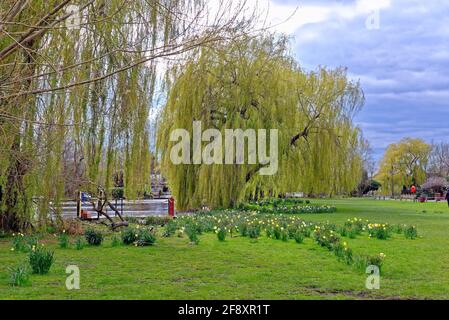 Eine weinende Weide, salix chrysokom im Blatt am Flussufer mit Narzissen in Blüte im Vordergrund, Shepperton Surrey England UK Stockfoto