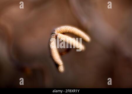 WA19366-00...WASHINGTON - Samenkapseln auf einem dekorativen Strauch. Stockfoto