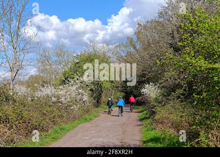 Rückansicht einer Familie, die entlang der Themse radelt An einem sonnigen Frühlingstag in Walton Surrey England VEREINIGTES KÖNIGREICH Stockfoto