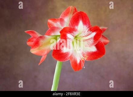 WA19369-00...Orchideenblüten öffnen sich. Stockfoto