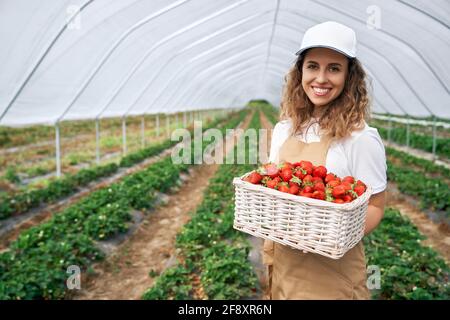 Vorderansicht einer schönen Frau, die weiße Mütze trägt und einen großen Korb mit Erdbeeren hält. Die lockige Brünette erntete Erdbeeren im Gewächshaus und lächelte. Konzept der Plantagenarbeit. Stockfoto