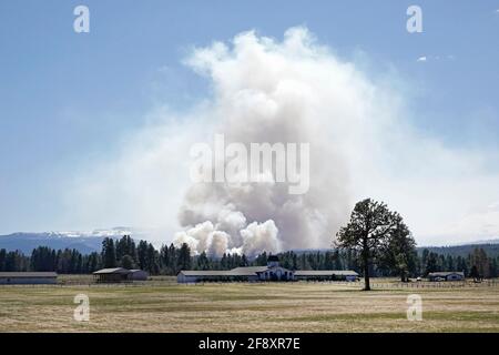 Ein massiver kontrollierter oder vorgeschriebener Brand (verboten) im Deschutes National Forest in der Nähe der Stadt Sisters, Oregon, verbrennt Unterholz und andere f Stockfoto