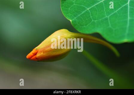 Knospe des tropaeolum majus, großer Kapuzinerkresse, unter einem grünen Blatt Stockfoto
