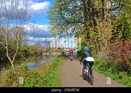 Ein Paar mittleren Alters, das an einem sonnigen Frühlingstag auf dem Schleppturm in Richtung Sunbury Lock radelt, Walton auf der Themse, Surrey, England, Großbritannien Stockfoto