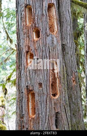 Große Löcher in einem Zedernbaum, der von einem Piletierten Specht, Dryocopus pileatus, im Willamette National Forest am Metolius River in Ore gemacht wurde Stockfoto