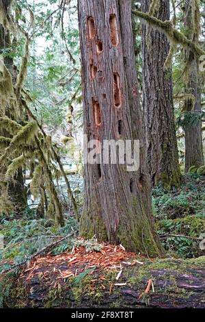 Große Löcher in einem Zedernbaum, der von einem Piletierten Specht, Dryocopus pileatus, im Willamette National Forest am Metolius River in Ore gemacht wurde Stockfoto