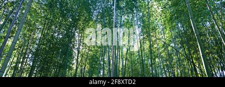 Landschaft mit Bambushain im Herbst, Arashiyama, Kyoto, Japan Stockfoto