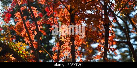 Japanische Ahornbäume in Herbstfarben, Kitano Tenmangu Shrine, Kyoto, Japan Stockfoto