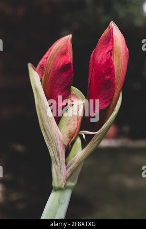 Zwei schöne Amaryllis blühen Stockfoto