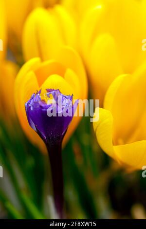 WA19398-00...WASHINGTON - EIN einziger purpurner Krokus und ein Feld von gelben croci, die im späten Winter blühen. Stockfoto