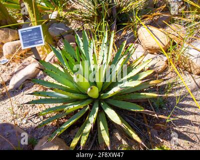 Stellenbosch University Botanical Garden, Kapstadt, Südafrika 08-04-2021 Grüner und stacheliger Kaktus im Botanischen Garten der Stellenbosch University. Stockfoto