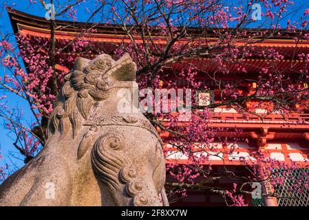 Löwenhund-Statue mit Sakura-Baum vor dem Westtor in Kiyomizudera, einem buddhistischen Tempel in Higashiyama, Kyoto, Japan Stockfoto