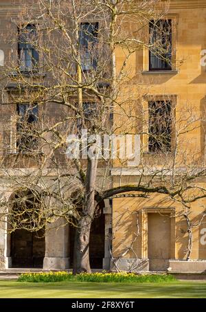 Ockerfarbenes neues Gebäude, erbaut in der georgischen Ära auf dem Campus am Magdalen College, University of Oxford, Großbritannien. Stockfoto