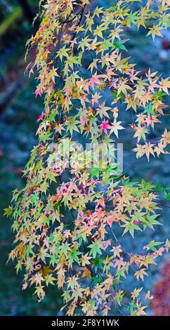 Blätter in Herbstfarben, Minoh Falls Pathway, Minoh Park, Osaka, Japan Stockfoto