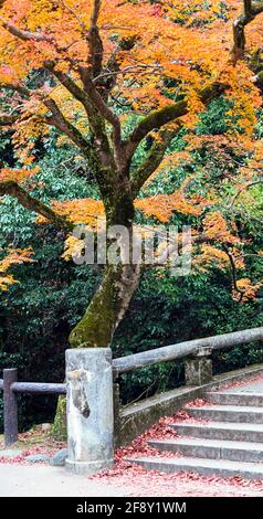 Treppen und Bäume in Herbstfarben, Minoh Falls Pathway, Minoh Park, Osaka, Japan Stockfoto
