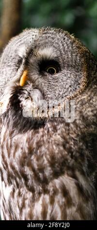 Nahaufnahme der Eule im Animal Cafe, Harajuku Area, Tokio, Japan Stockfoto