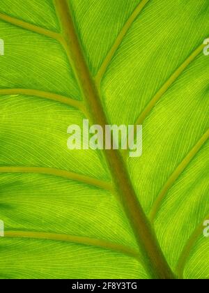 Nahaufnahme der Schweizer Käserei Split Leaf Philodendron (Monstera deliciosa) Stockfoto