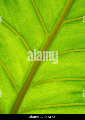 Nahaufnahme der Schweizer Käserei Split Leaf Philodendron (Monstera deliciosa) Stockfoto