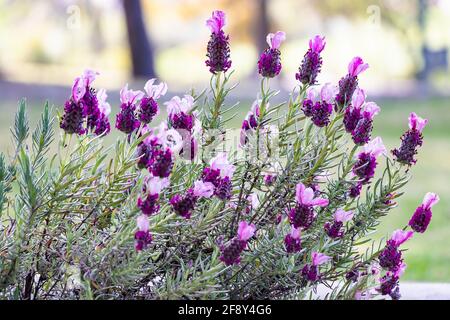 Lavandula stoechas, spanischer Lavendel oder gekrönt Lavendel oder Französisch Lavendel, blühende Pflanze in der Familie Lamiaceae, stammt aus dem Mittelmeerraum, i Stockfoto