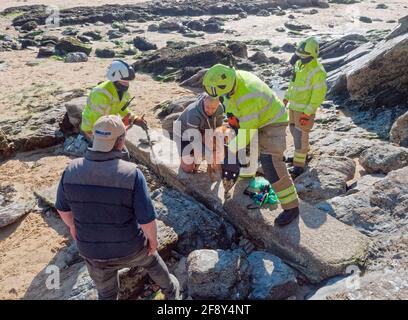 Newquay, Cornwall, EINE dramatische Rettungsaktion für Hunde mit steigender Flut. Der hydraulische Streuer „Jaws of Life“ wird vom Feuerwehr- und Rettungsdienst von Cornwall verwendet, ein Hund namens Boady ist durch und durch eingeklemmt, als sein Kopf zwischen Felsbrocken glitt. Als die Flut kam, schlossen sich Zuschauer an, um dem Besitzer bei dem Rettungsversuch zu helfen. Der RNLI-Rettungsschwimmer am Strand von Towan wurde daraufhin einberufen, da es sich immer noch als unmöglich erwies, das Tier zu entfernen, und die Entscheidung zur Einberufung des Feuerwehr- und Rettungsdienstes getroffen wurde. Ein Feuerwehrmann, der den Streuer benutzte, zwang die Felsen auseinander. Boady wurde unverletzt und scheinbar glücklich in der Frühlingssonne entlassen Stockfoto