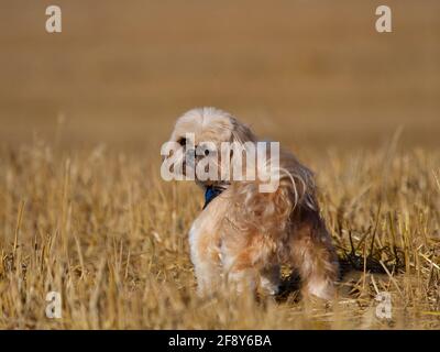 Shih Tzu in einem Feld von Stoppeln Stockfoto