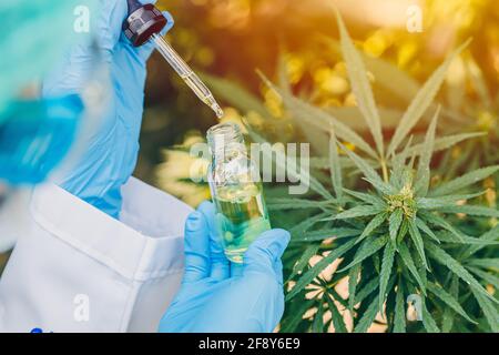 Hanföl-Extrakt aus Sativa Cannabis Knospen oder Marihuana für die medizinische Behandlung. Stockfoto