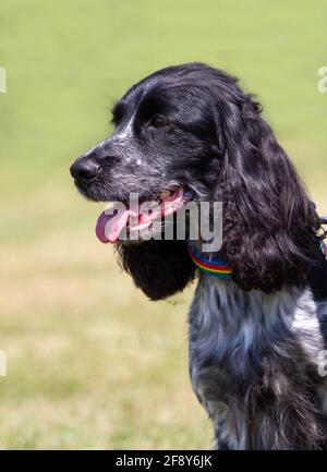Cocker Spaniel Stockfoto