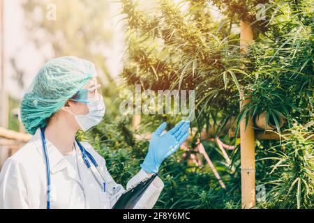 Pflanzenwissenschaftlerin, die in der Sativa Cannabis-Landwirtschaftsfarm für die Forschung arbeitet Hanf für die Behandlung von Krankenhausschlaf und Krebsmedikamenten Stockfoto