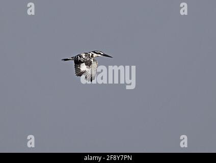Pied Kingfisher (Ceryle rudis leucomelanurus) erwachsenes Weibchen auf dem Flug Kambodscha Januar Stockfoto
