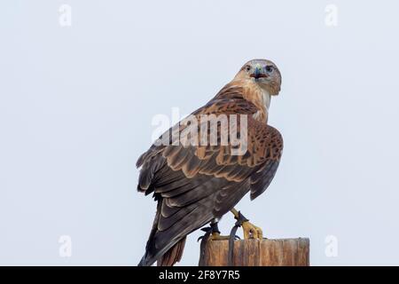 Ein langbeiniger Bussard (Buteo Rufinus), der auf einem Pfahl thront und seine Flügelfedern im Schutzzentrum in Kalba, den Vereinigten Arabischen Emiraten, zeigt. Stockfoto