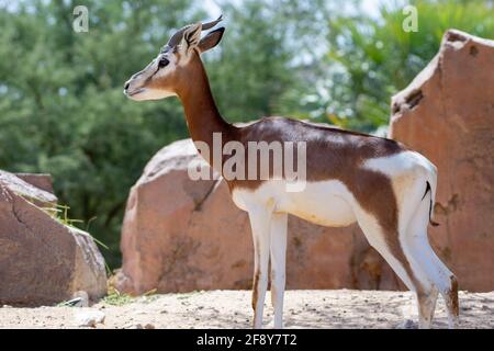 Dama oder Mhorr Gazelle im Al Ain Zoo (Nanger dama mhorr) in Felsen. Stockfoto