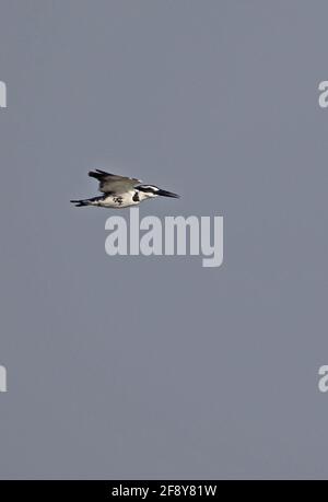 Pied Kingfisher (Ceryle rudis leucomelanurus) erwachsenes Weibchen auf dem Flug Kambodscha Januar Stockfoto