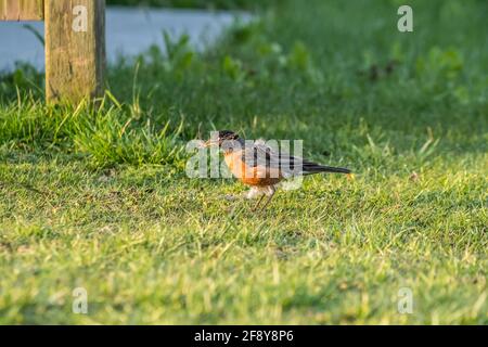 Amerikanischer Rotkehlchen, der auf dem Gras entlang läuft und getrocknet aufholt Materialien für den Bau eines Nestes an einem sonnigen Morgen in Früher Frühling Stockfoto