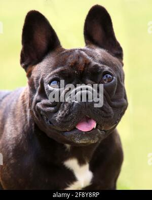 Französische Bulldogge Stockfoto