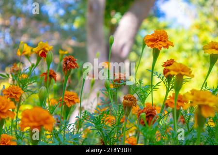 Stellenbosch University Botanical Garden, Kapstadt, Südafrika 08-04-2021 Stockfoto