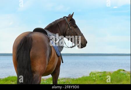 Pferd steht gegen die Landschaft, Rückansicht, Nahaufnahme Porträt. Stockfoto