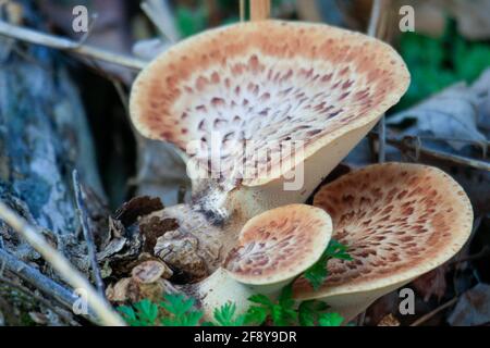 Große Funghi wachsen auf einem zersetzenden Baum im Wald Boden Stockfoto