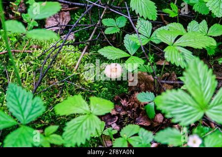 Pilze wachsen in der Wildnis des Waldes, nach dem Regen Stockfoto
