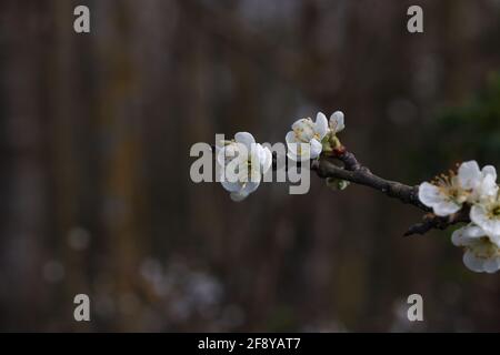 Blühende Schlehdornzweige im Frühling im Wald. Stockfoto