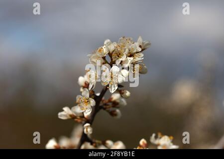 Blühende Schlehdornzweige im Frühling im Wald. Stockfoto