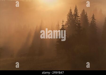 Die Sonne scheint durch tiefen Nebel auf Fichten. Stockfoto